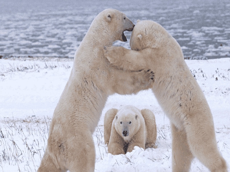 女方试管最佳年龄,泰国试管费用标准